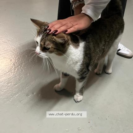 Foto 2/5 Gato encontrado Encontrado en Boulogne billancourt