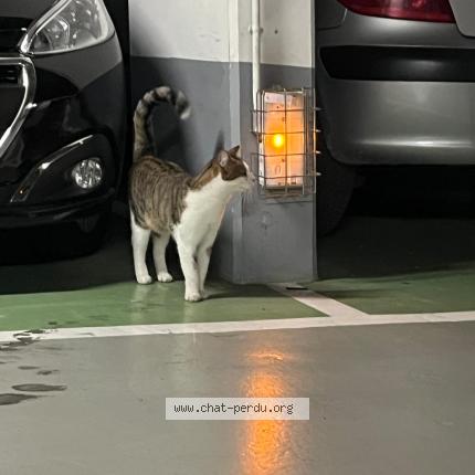 Foto 3/5 Gato encontrado Encontrado en Boulogne billancourt
