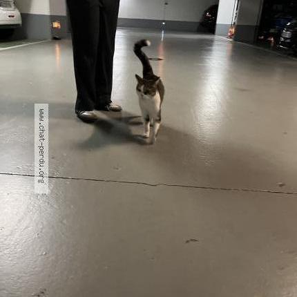 Foto 4/5 Gato encontrado Encontrado en Boulogne billancourt