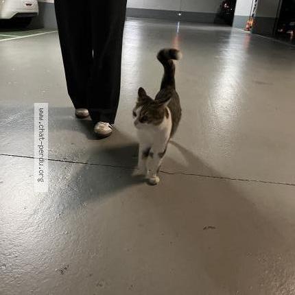 Foto 5/5 Gato encontrado Encontrado en Boulogne billancourt