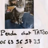 Foto del gato perdido en Terrasson Lavilledieu