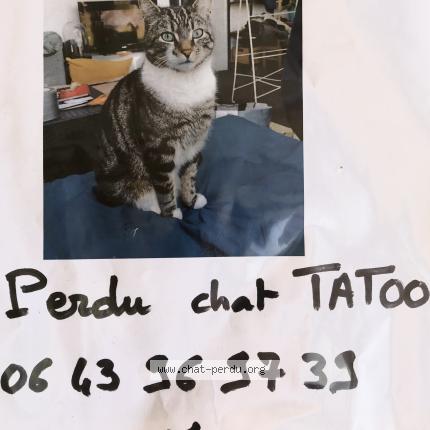 Foto 1/1 Tatoo Chat perdido en Terrasson lavilledieu