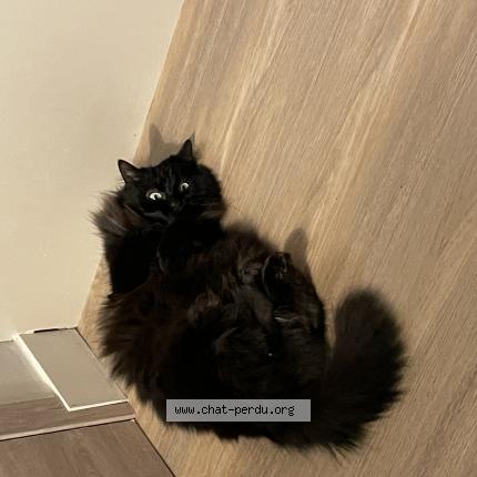 Foto 1/1 Mia Chat perdido en Isneauville