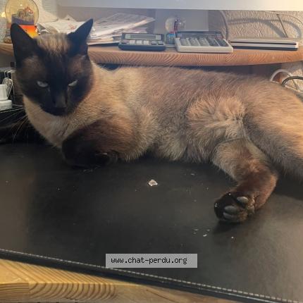 Foto 1/1 Cryo Chat perdido en Chatonnaye