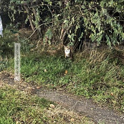 Foto 1/2 Gato encontrado Encontrado en Lille