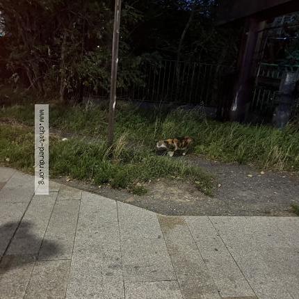 Foto 2/2 Gato encontrado Encontrado en Lille