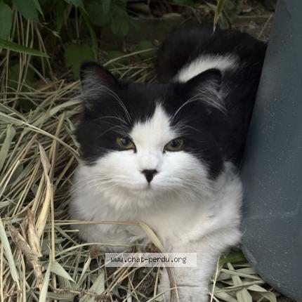 Foto 1/1 Mina Chat perdido en Epinay sur orge