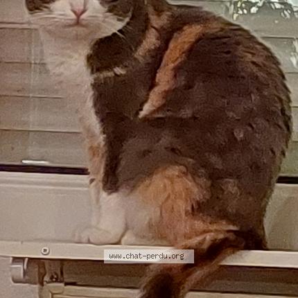 Foto 1/1 Osiris Chat perdido en Grandfontaine