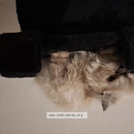 Foto 1/1 Ben Chat perdido en Pineuilh