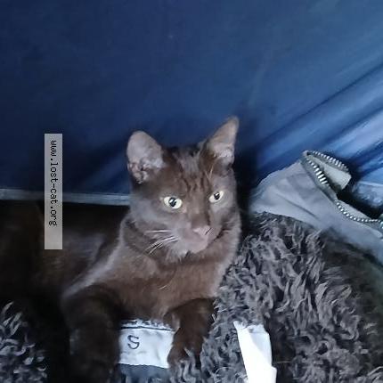 Foto 1/1 Leroy Chat perdido en Spokane