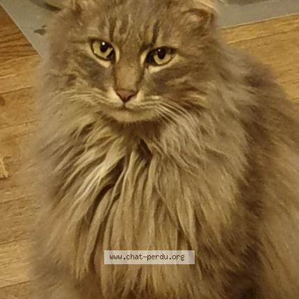 Foto 1/1 Jackson Chat perdido en Figeac