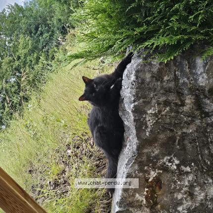 Foto 1/1 Madiba Chat perdido en Cartigny