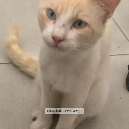 Foto 1/1 Plume Chat perdido en Ramonville