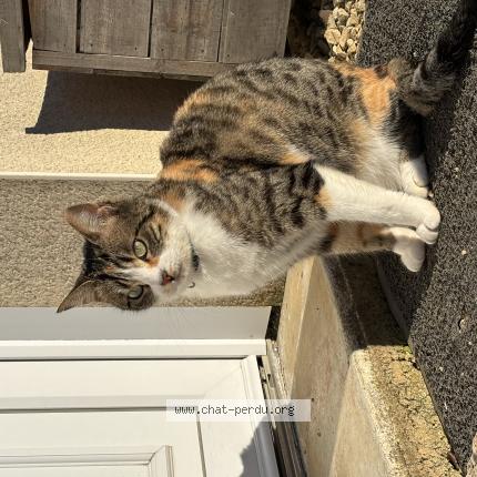 Foto 1/1 Symphonie Chat perdido en Rouille