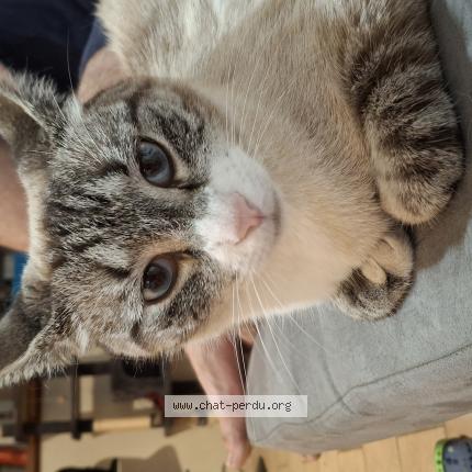 Foto 1/1 UNO Chat perdido en Villechauve
