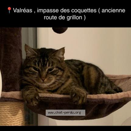 Foto 1/1 Guccy Chat perdido en Valreas