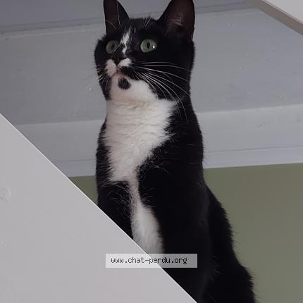 Foto 1/1 Molly Chat perdido en Nantes