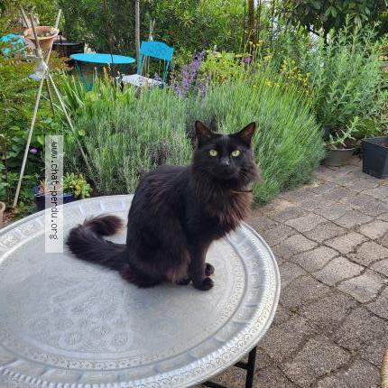 Foto 1/1 SUKI Chat perdido en Les angles