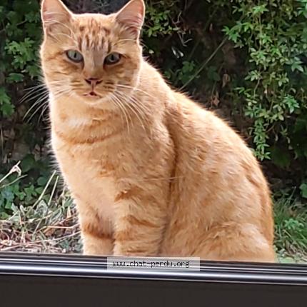 Foto 1/5 Gato encontrado Encontrado en Miremont