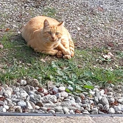 Foto 2/5 Gato encontrado Encontrado en Miremont