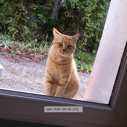 Foto 3/5 Gato encontrado Encontrado en Miremont