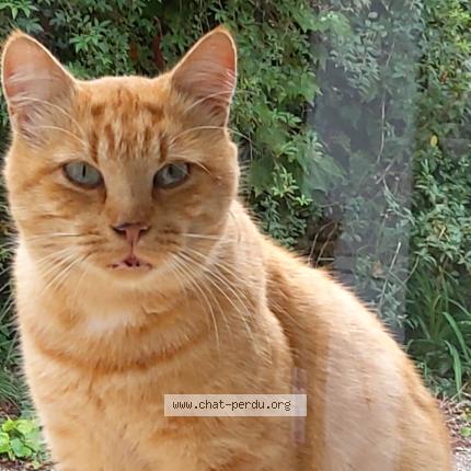 Foto 4/5 Gato encontrado Encontrado en Miremont