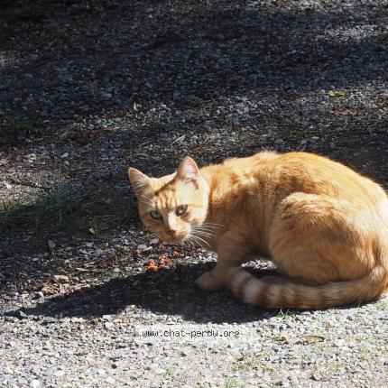 Foto 5/5 Gato encontrado Encontrado en Miremont