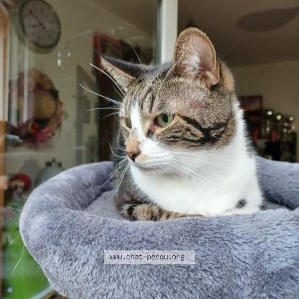 Foto 1/1 Harvey Chat perdido en Bourg la reine