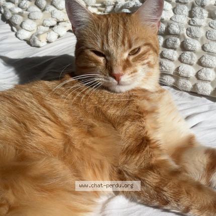 Foto 1/1 Sherlock Chat perdido en Bordeaux