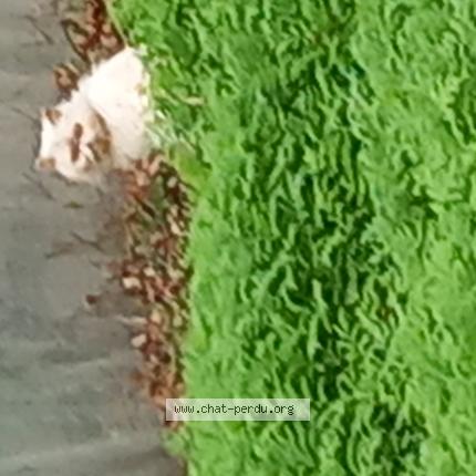 Foto 1/1 Gato encontrado Encontrado en Le mene