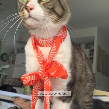 Foto 1/1 Eros Chat perdido en Deyme