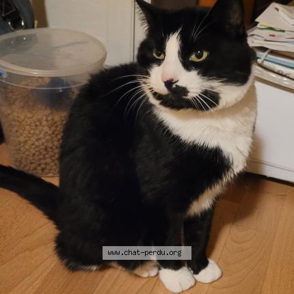 Foto 1/1 Felix Chat perdido en Enchenberg