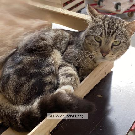 Foto 1/1 claude rolland Chat perdido en Loperhet