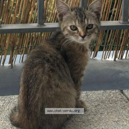 Foto 1/1 Gato encontrado Encontrado en Rive de gier