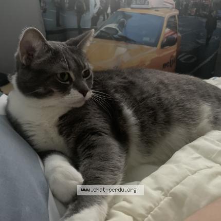 Foto 1/1 Sylver Chat perdido en Grand quevilly