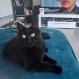 Foto del gato perdido en Angers