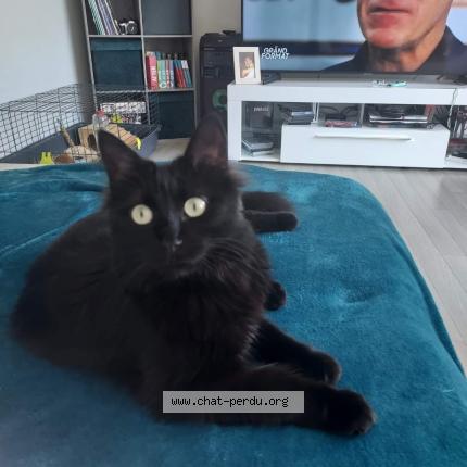 Foto 1/1 Blanche Chat perdido en Angers