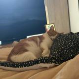 Foto del gato perdido en Etalans