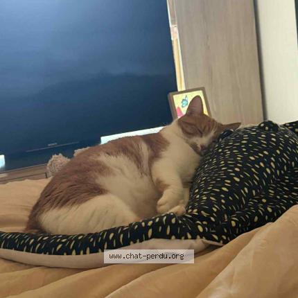 Foto 1/1 Kiara Chat perdido en Etalans