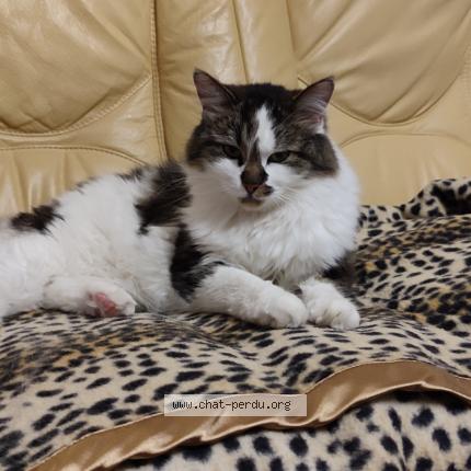 Foto 1/1 Yuna Chat perdido en Metz