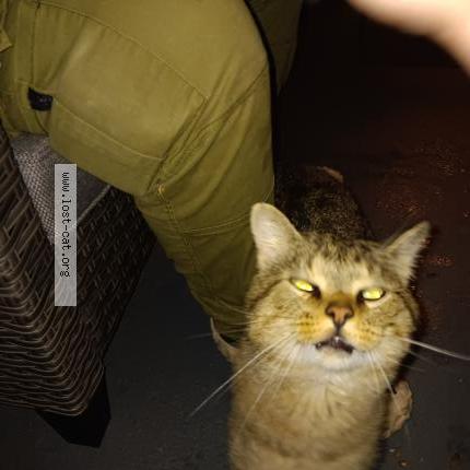 Foto 1/1 Gato encontrado Encontrado en Northampton