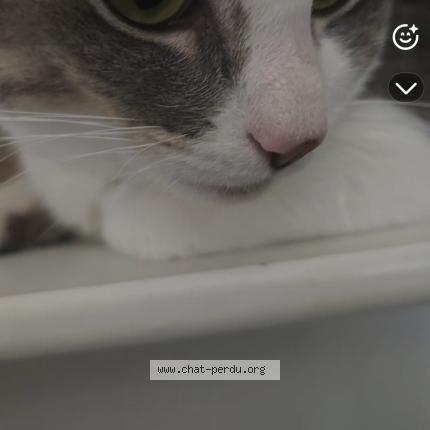 Foto 1/1 Inox Chat perdido en Labarthe sur leze