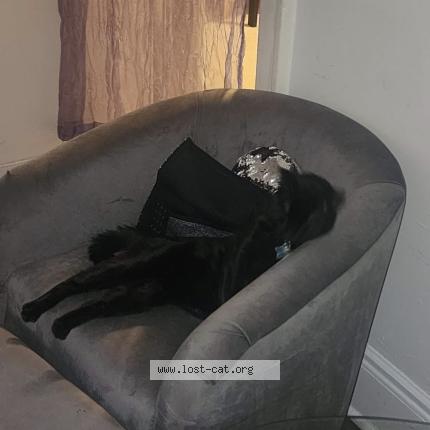 Foto 1/1 Bichi Chat perdido en Bronx