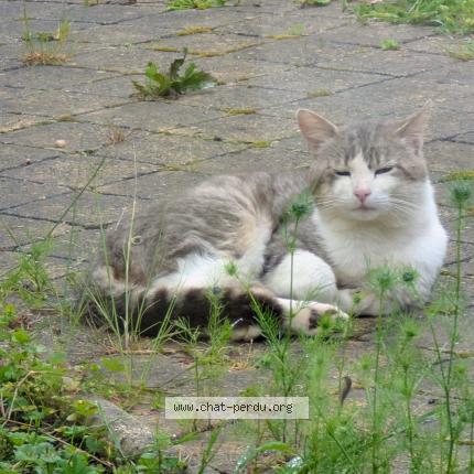 Foto 1/1 Gato encontrado Encontrado en Saint martin belle roche