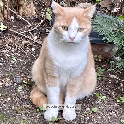 Foto 1/1 Gato encontrado Encontrado en Brives charensac