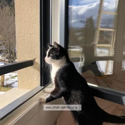 Foto 1/4 Ouno Chat perdido en Villard de lans