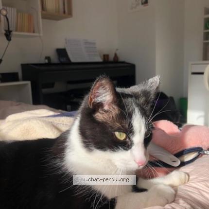 Foto 2/4 Ouno Chat perdido en Villard de lans