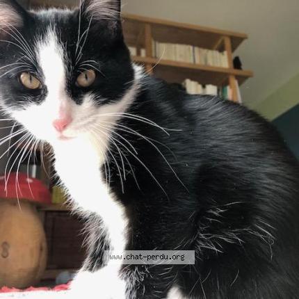 Foto 3/4 Ouno Chat perdido en Villard de lans