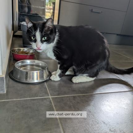 Foto 4/4 Ouno Chat perdido en Villard de lans