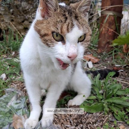 Foto 1/1 Gato encontrado Encontrado en Champigny en rochereau